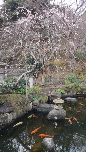 Pond at Hasendera Buddist Temple
